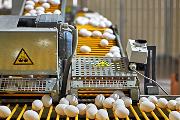 Egg Grading and Sorting Machines